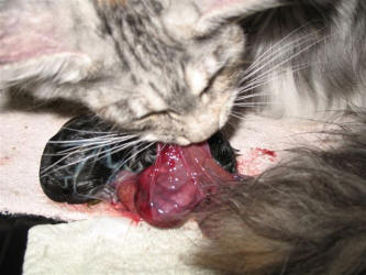 Once born, the queen breaks open the sac that the kitten was born in