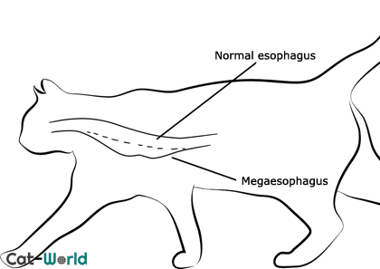 Megaesophagus in cats