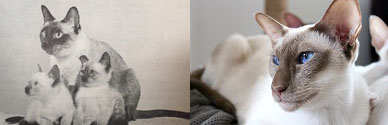 Old Siamese cat vs New Siamese cat