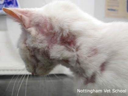 Flea allergy dermatitis in cats