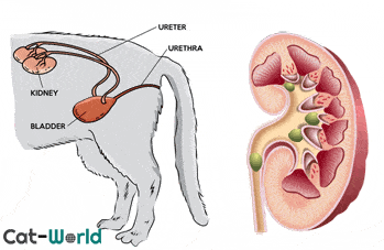 Kidney stones in cats