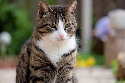 Seborrhea in Cats Cat World