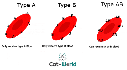 blood groups in cats
