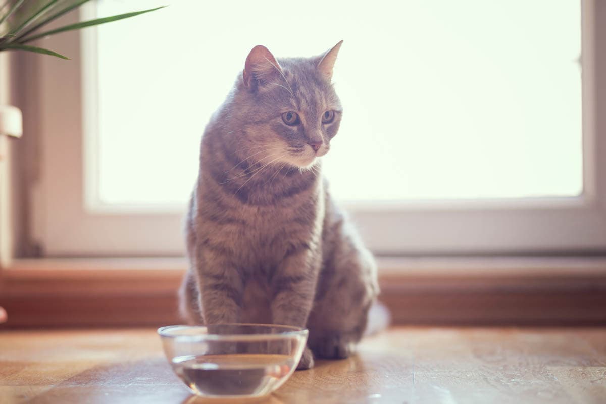 How much water should a cat drink?
