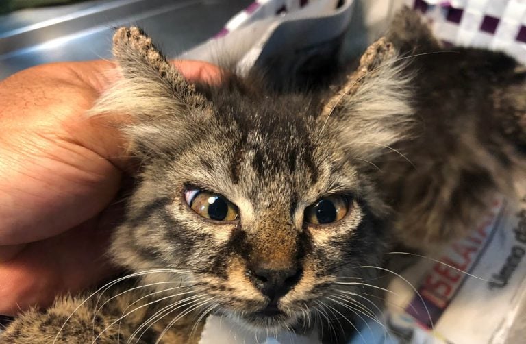 Scabs on a Cat's Ears Our Veterinarian Explains What to Do CatWorld