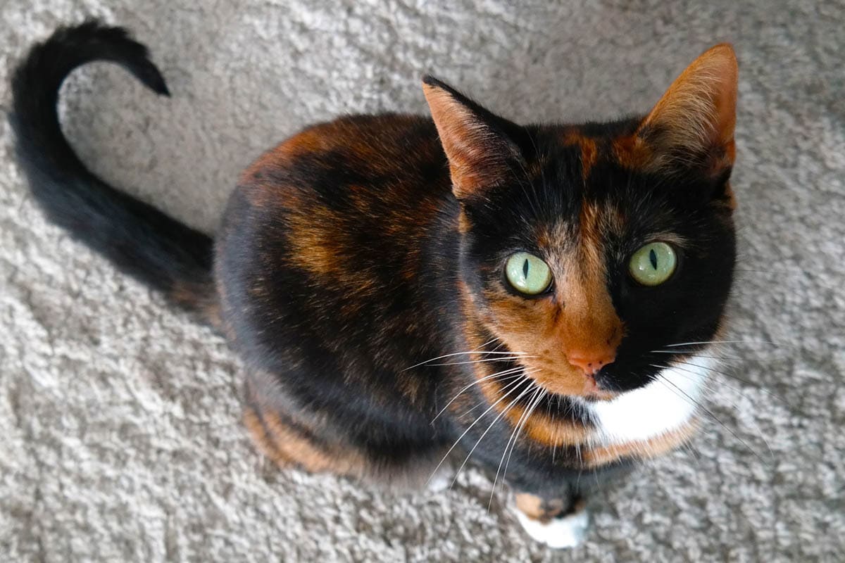 All about calico cats