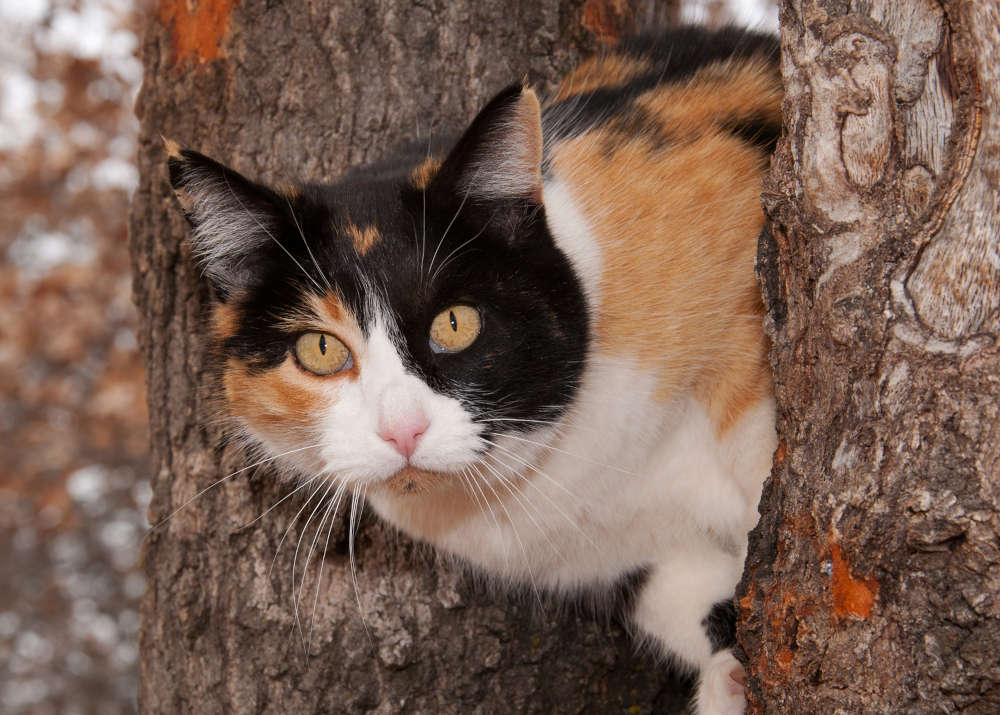 calico cat in a tree
