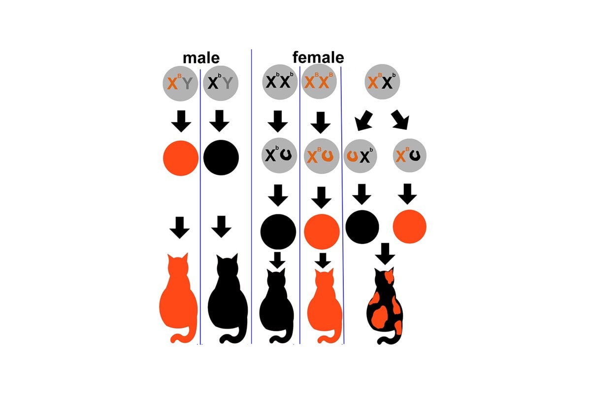 Calico cat overview