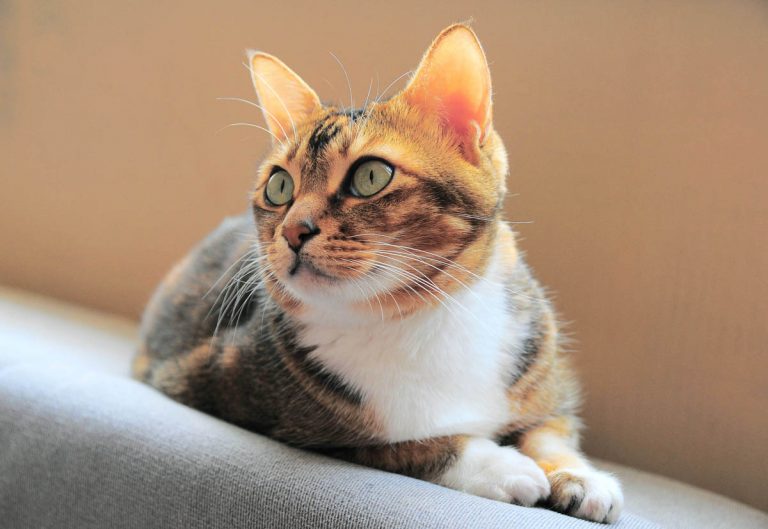 Bladder Infection in Cats CatWorld