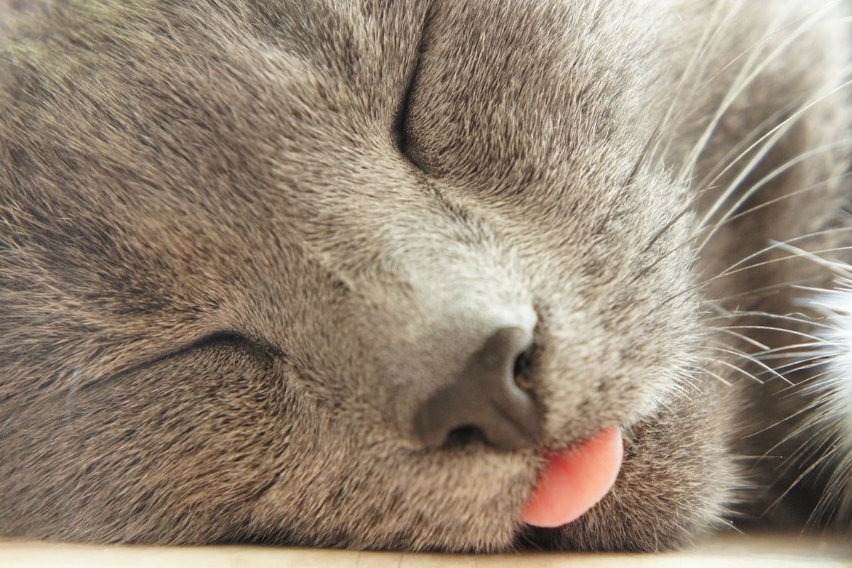 Cat tongue sticking out