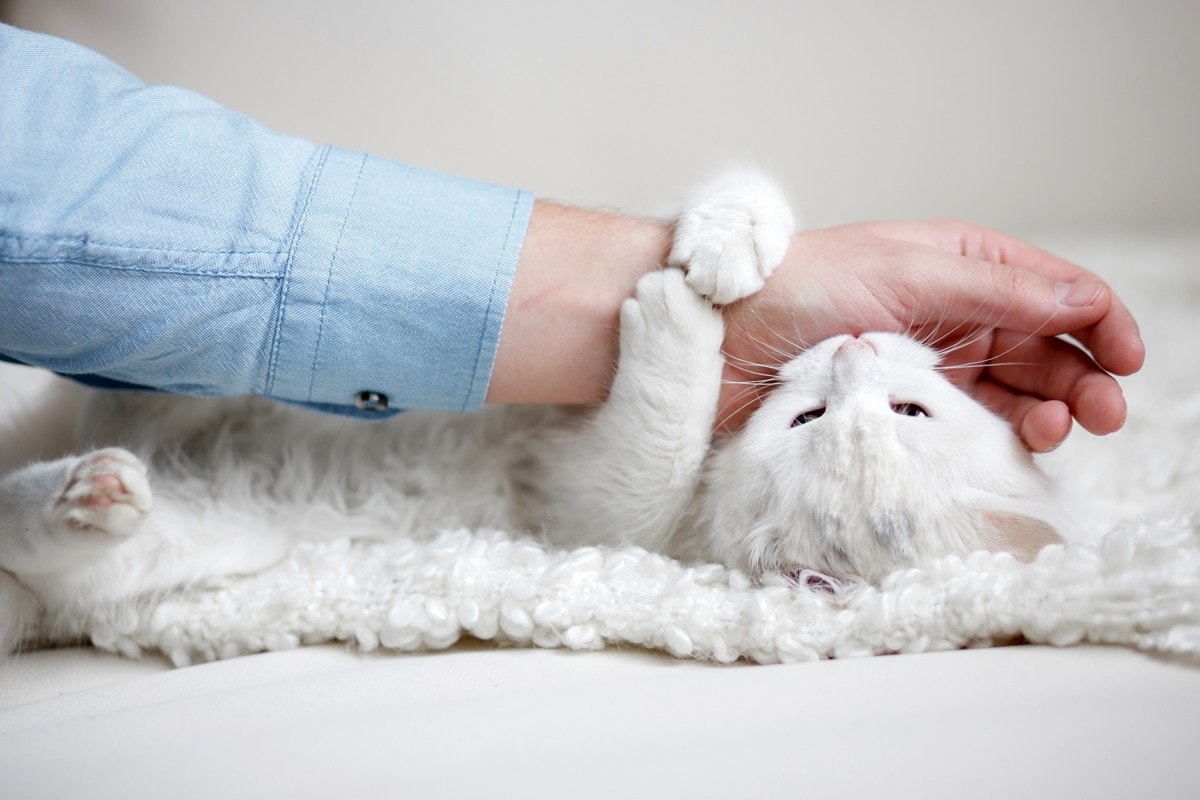 Causes of biting in cats