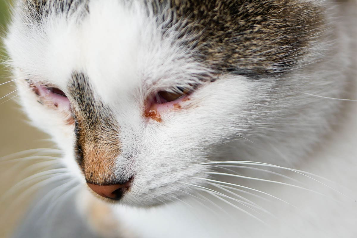 Eye discharge in cats