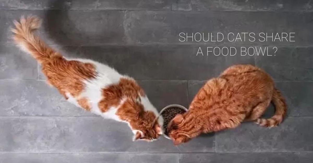 Should cats share a food bowl?