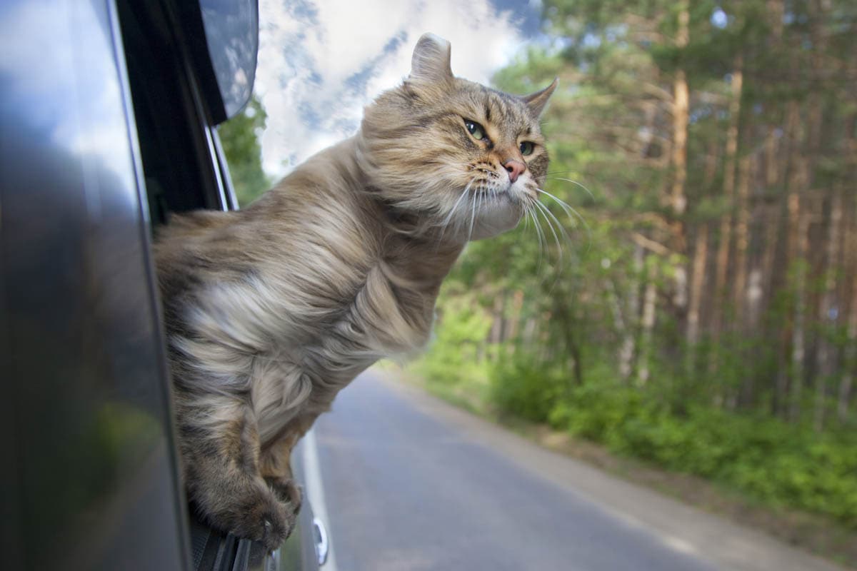 Travelling with cats