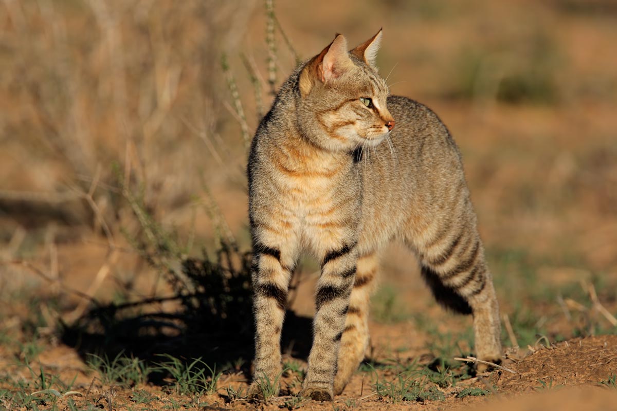 African wildcat (Felis silvestris lybica)