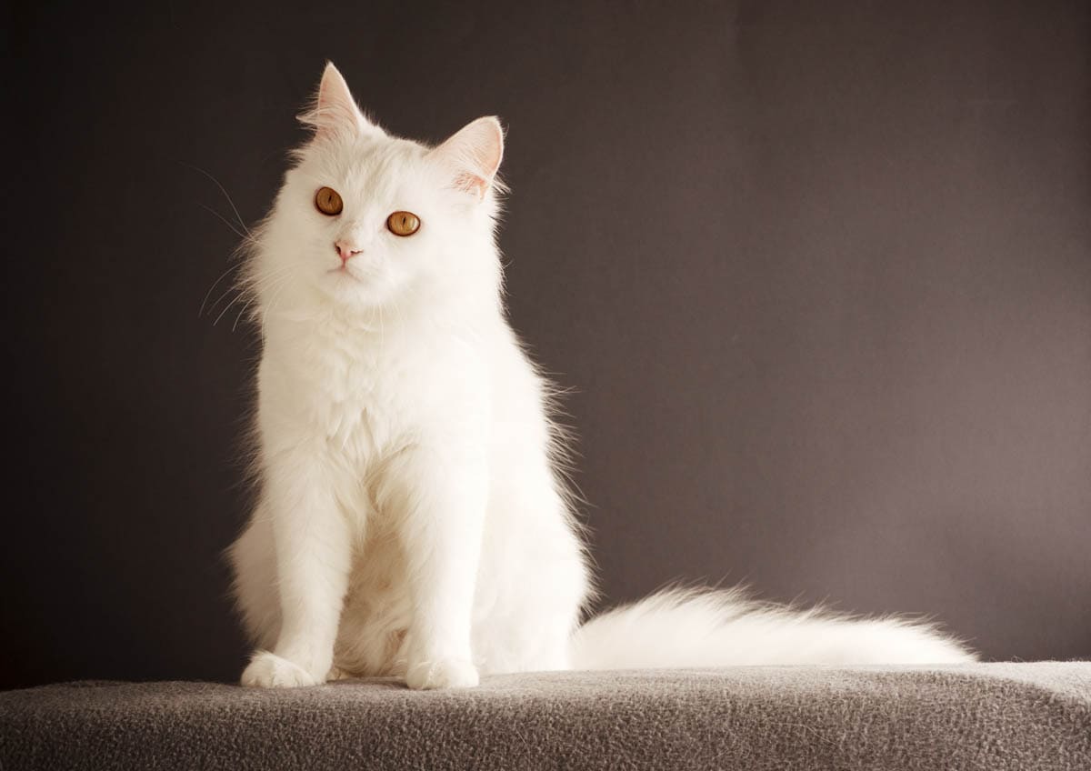 White Cats Breeds Names Deafness Cat World White Cats Breeds Names Deafness Cat World