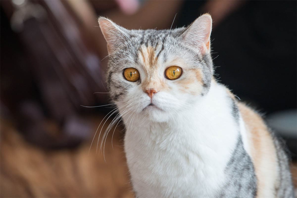 American wirehair breed profile