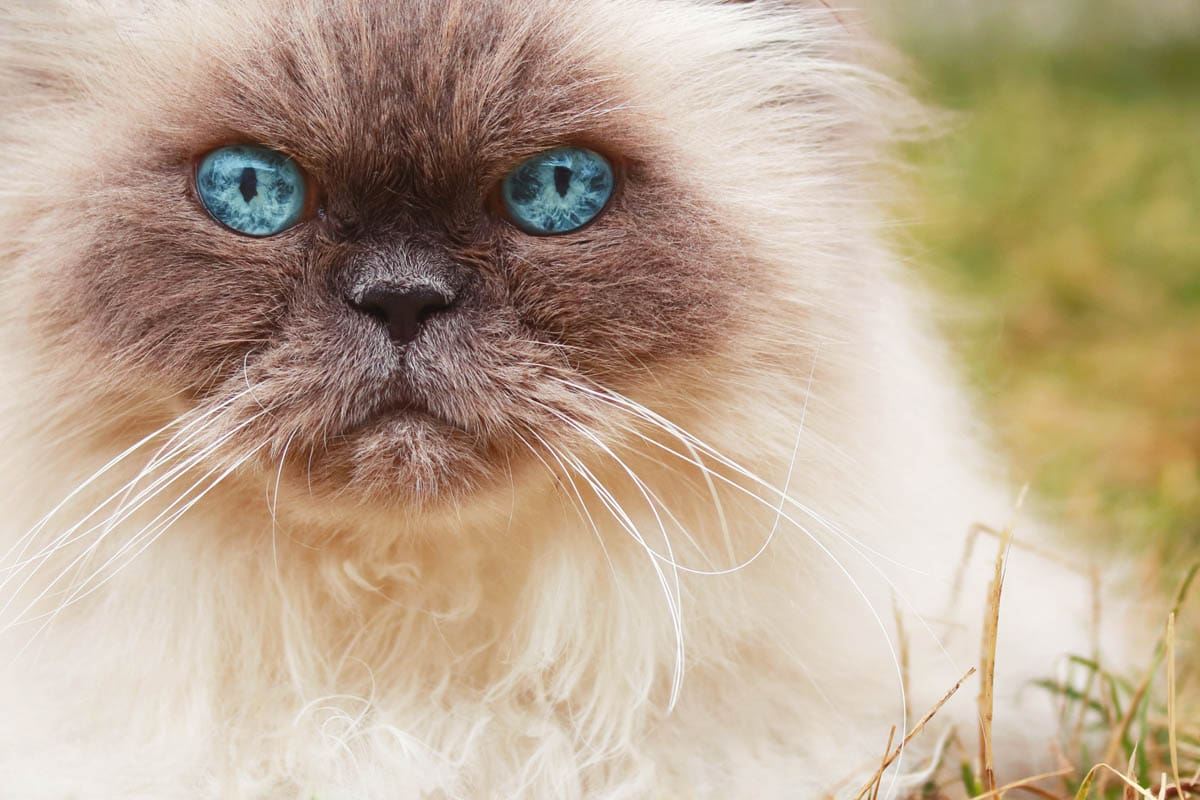 Blue eyed cats