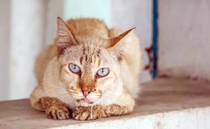 Veterinary Practice What Causes Foaming At The Mouth In Cats