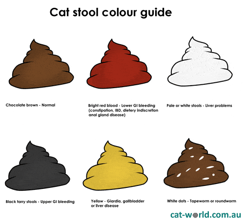 Cat Stool Color Chart
