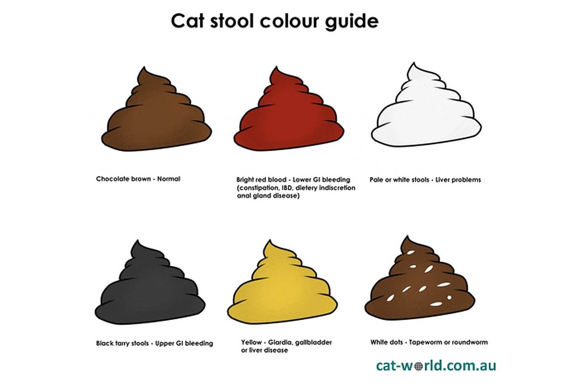 The Scoop On Cat Poop - Cat-World