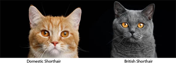 Difference between a domestic shorthair and a British shorthair