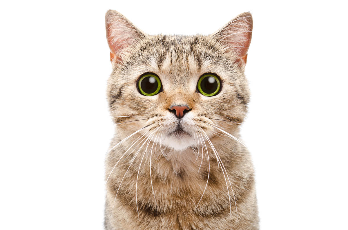 Why do cats eyes dilate when they play