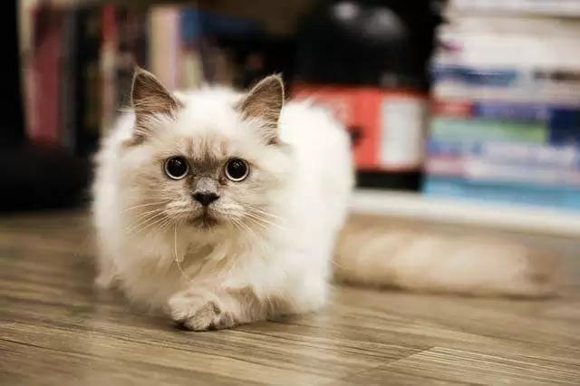How To Tell If A Cat Has Died 2 Dilated pupils in cats