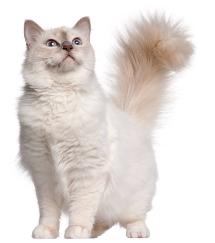 Why Does A Cat&039s Tail Puff Out? - Cat-World