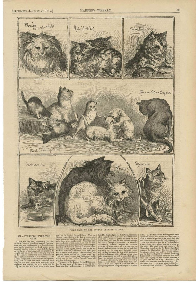 History of Cat Breeds Where Did Cat Breeds Come From? CatWorld