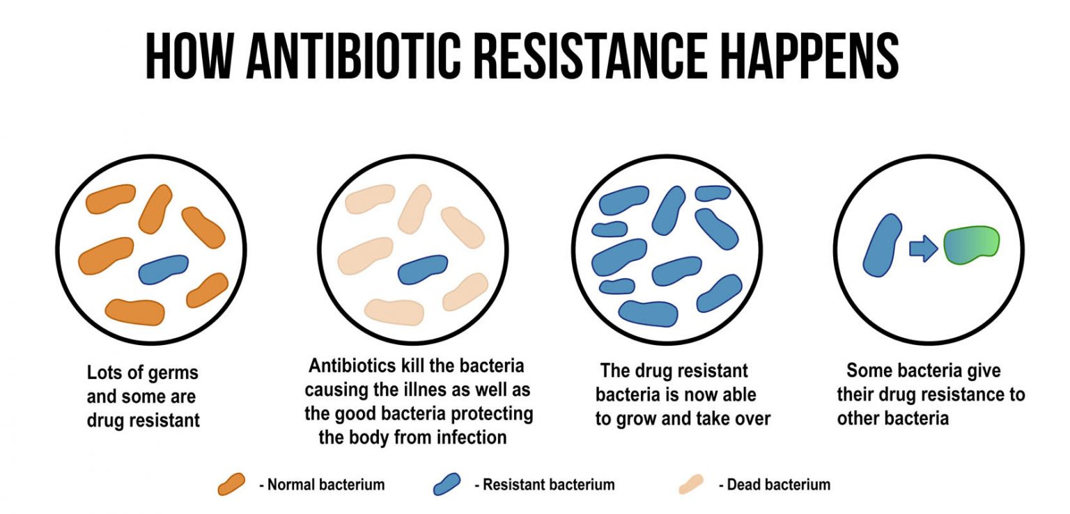 Image result for Antibiotics For Cats - Cat-World