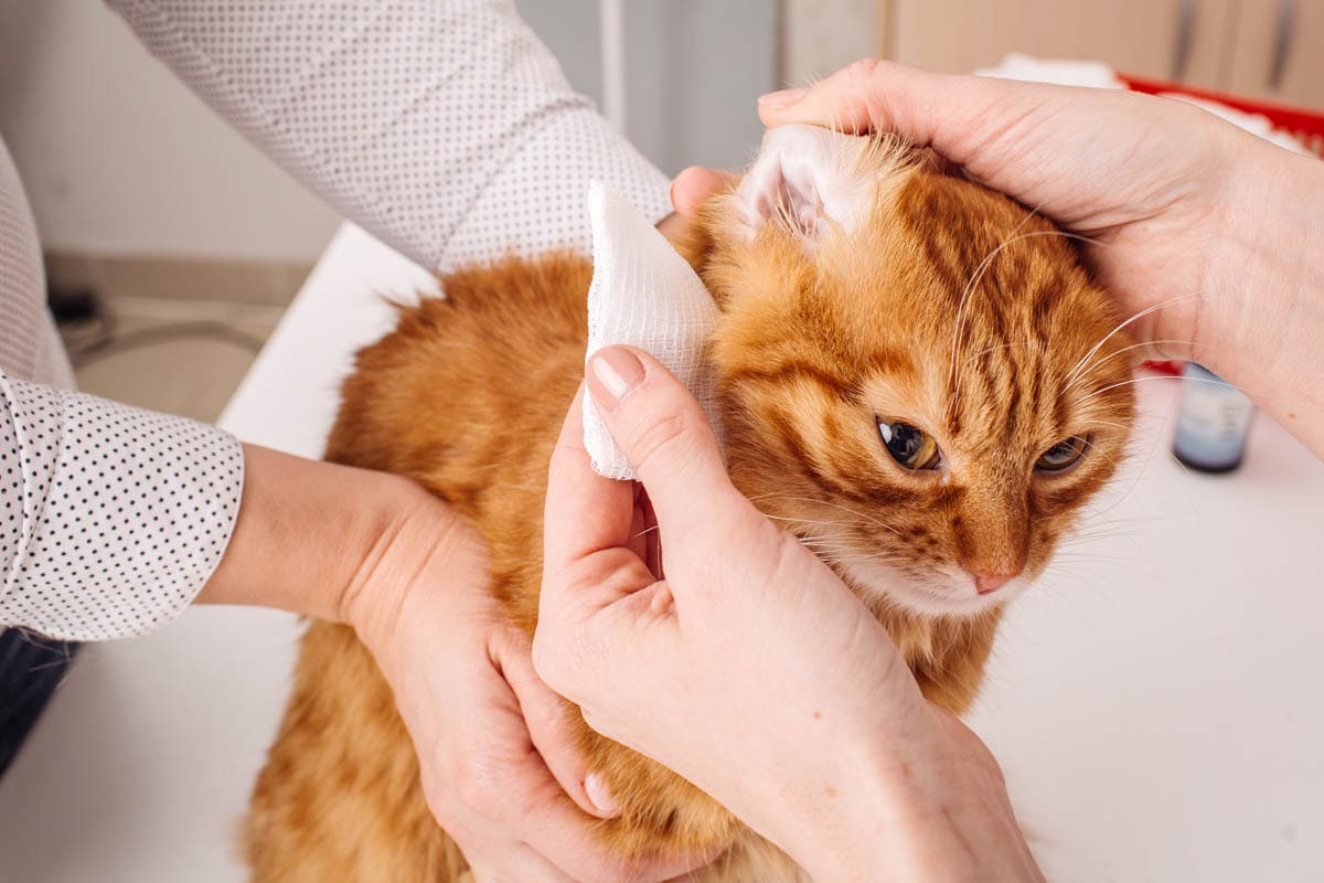 How to clean a cat's ears