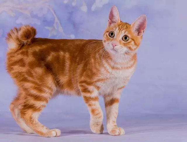 cat with bobbed tail