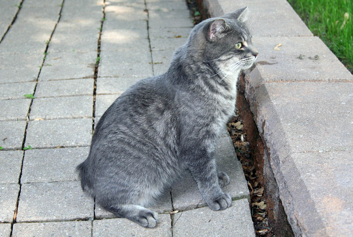 Manx cat breed profile