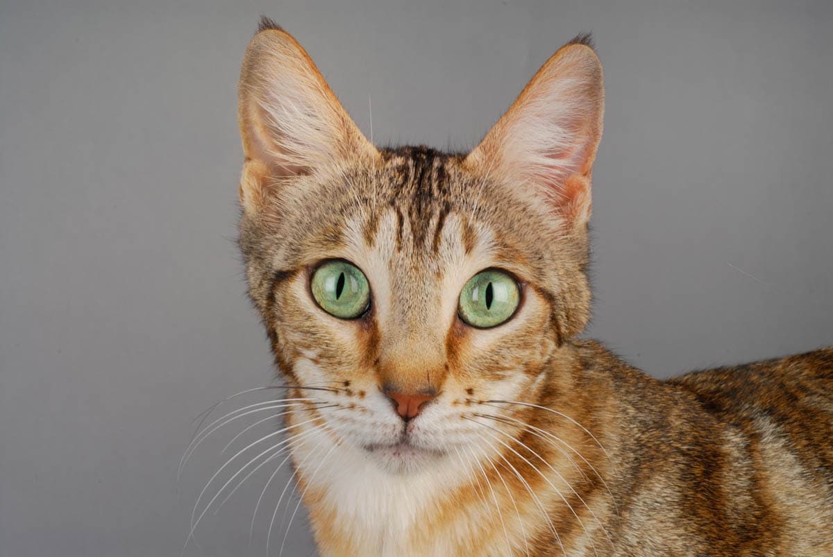 Sokoke cat breed profile