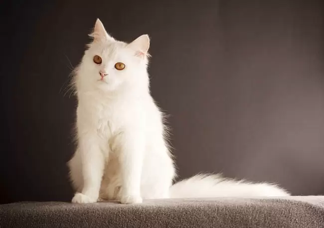 Yoshachu's Commission/Request Corner! White-cats