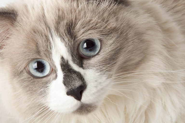 Picture of Ascites in Cats (Fluid in the Abdomen) - Cat-World