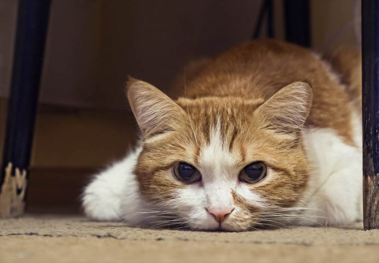 Signs A Cat Is Dying and It's Time To Say Goodbye CatWorld