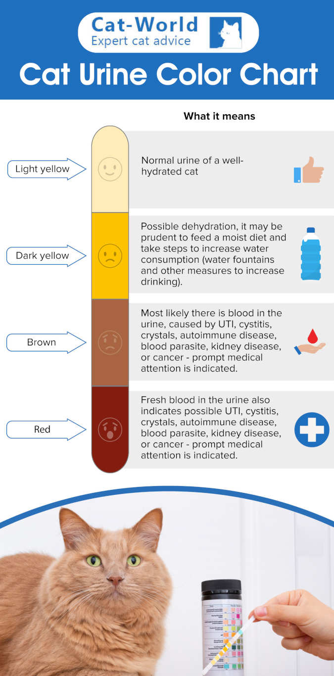 All About Cat Urine, from Our Vet [with a Urine Color Chart] CatWorld