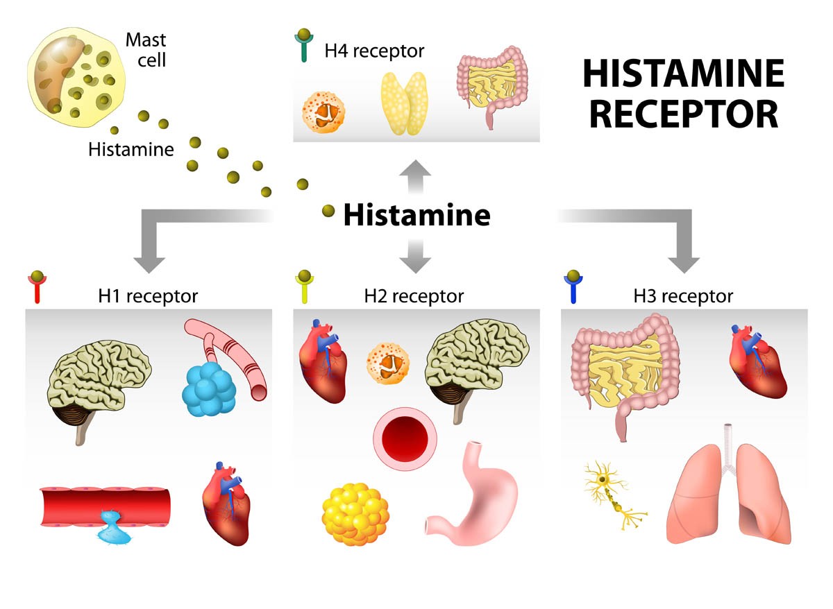 Effects of histamine on the cat's body