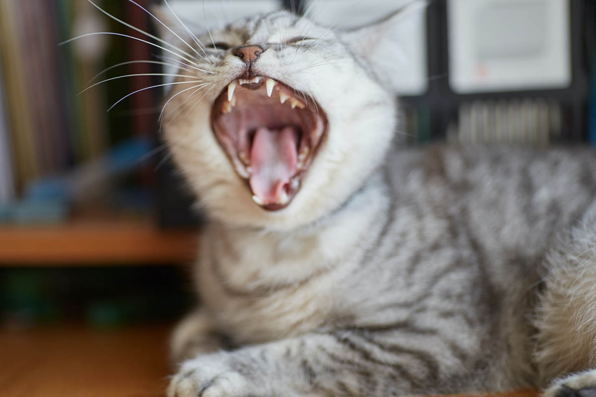 Pale gums in cats