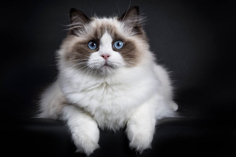 29 Cat Breeds With Blue Eyes [With Images] - Cat-World