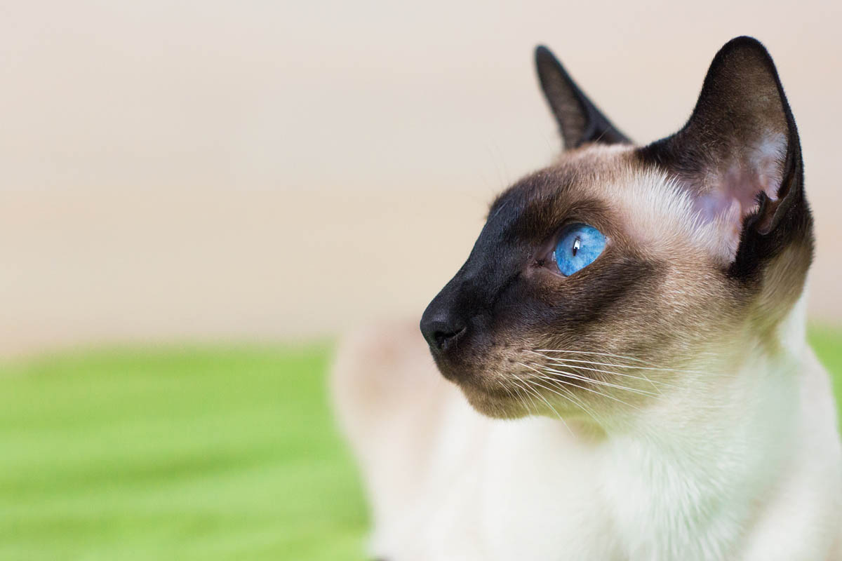 types of siamese cats points