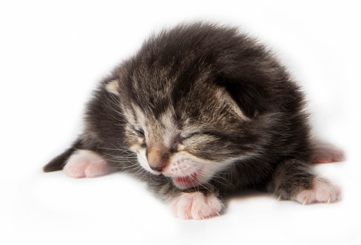 One week old kitten