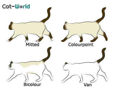 Ragdoll cat patterns