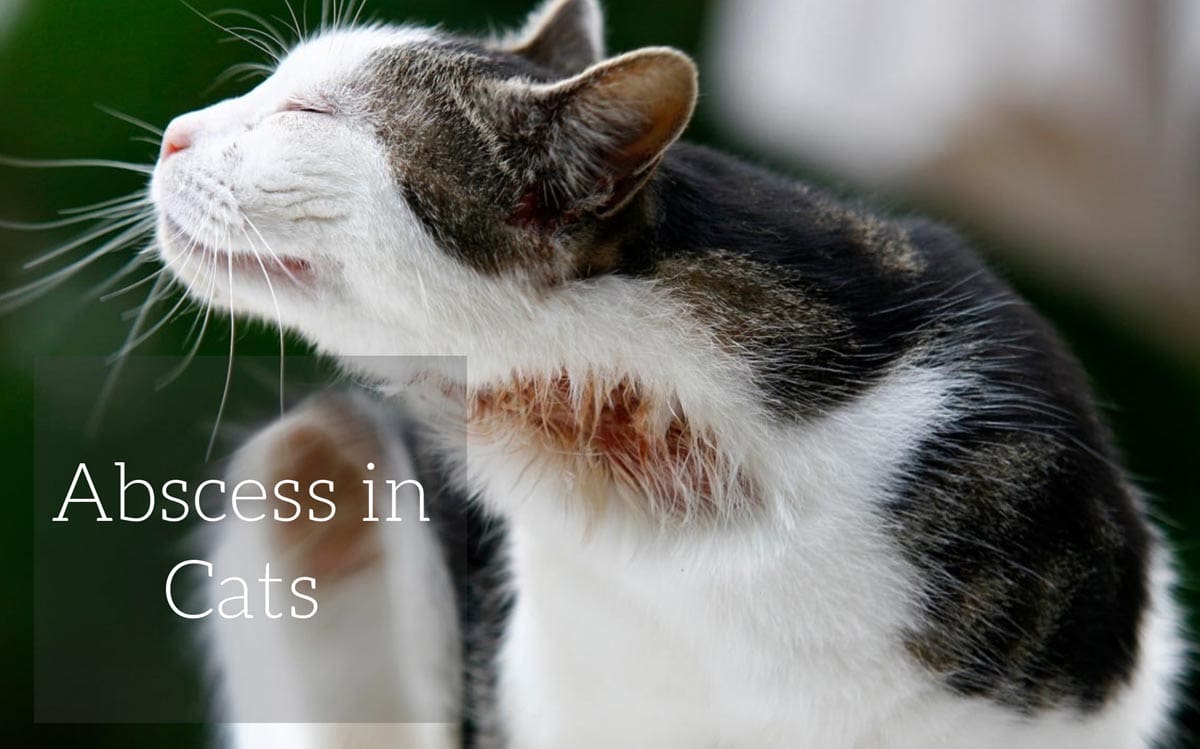 Abscess in cats