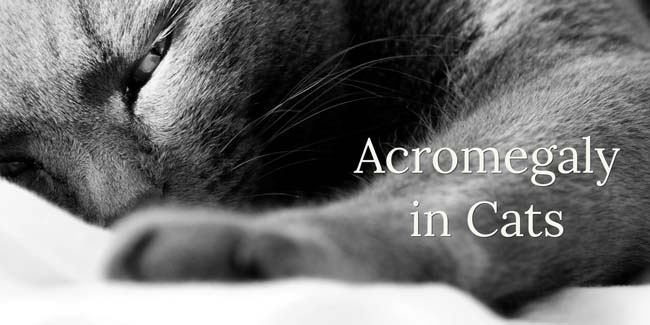 Acromegaly (Hypersomatotropism) in Cats CatWorld