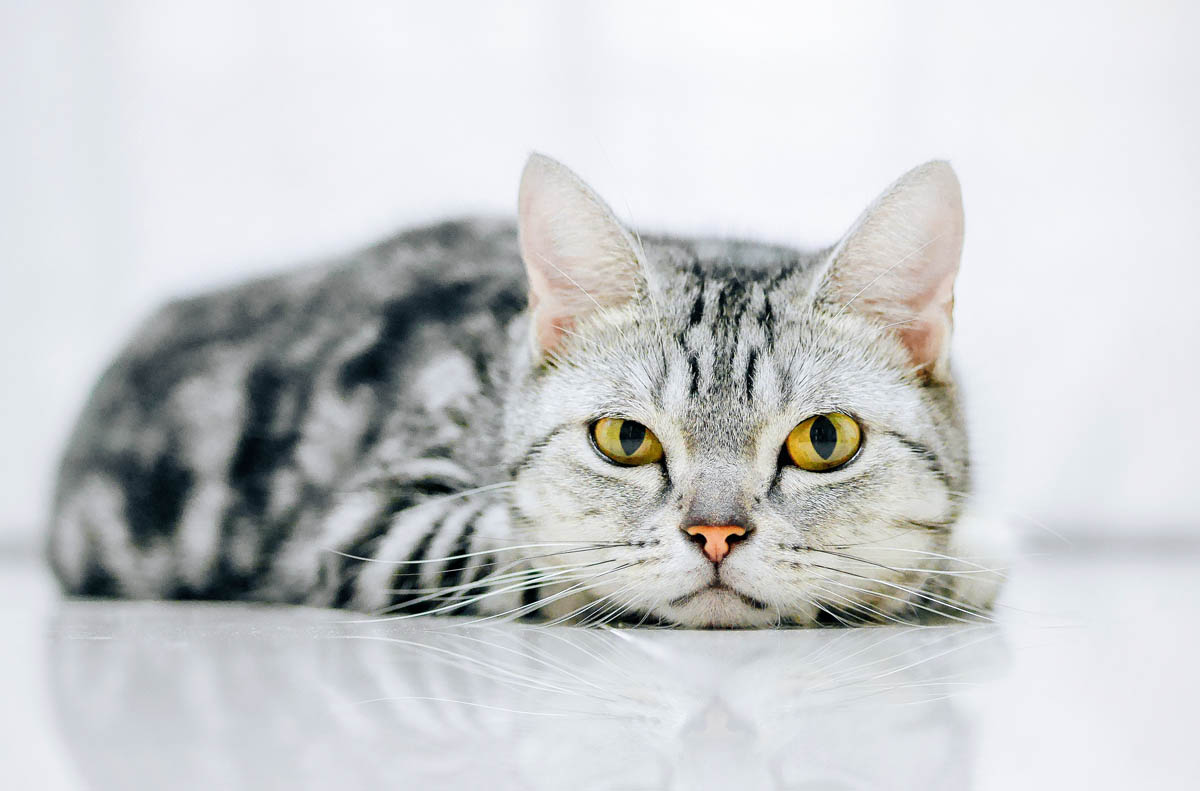 All about tabby cats