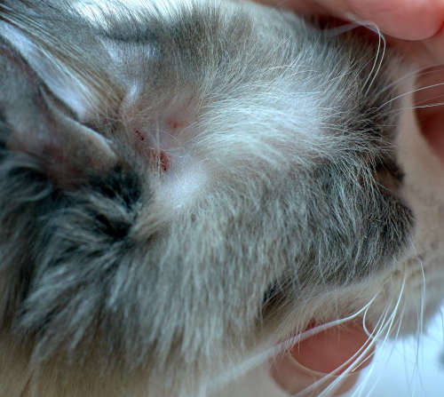 allergic skin disease in a cat