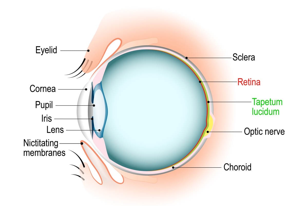 Anatomy of a cat's eye